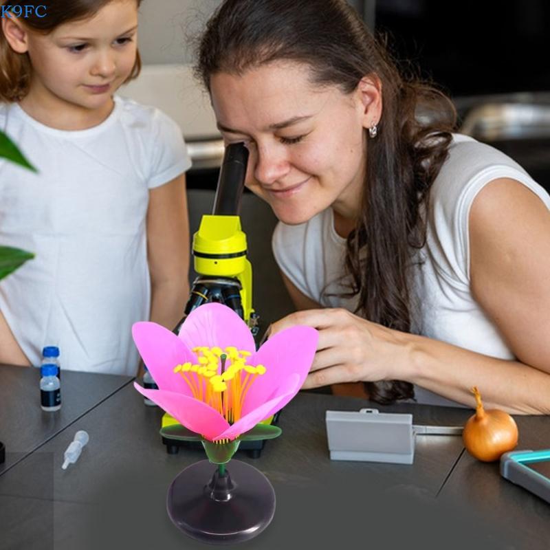 K9FC 科学展示用現実的な植物教育モデル中学校生物学デモン - Science Exhibition Models のレビューと価格