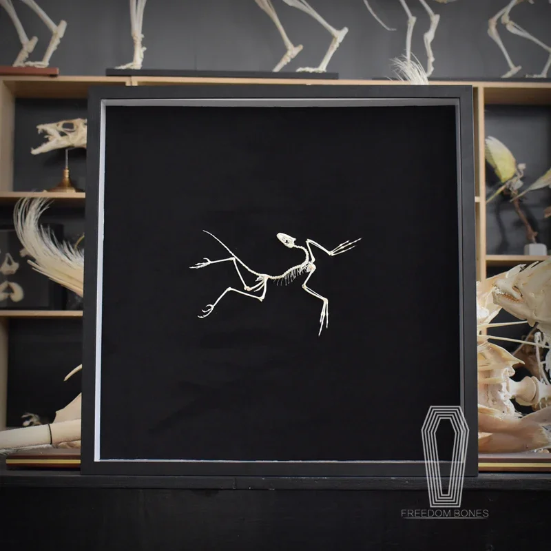 2120年アーカイオプテリクス化石アートウォールデコレーショ - Fossil Replica Display のレビューと価格
