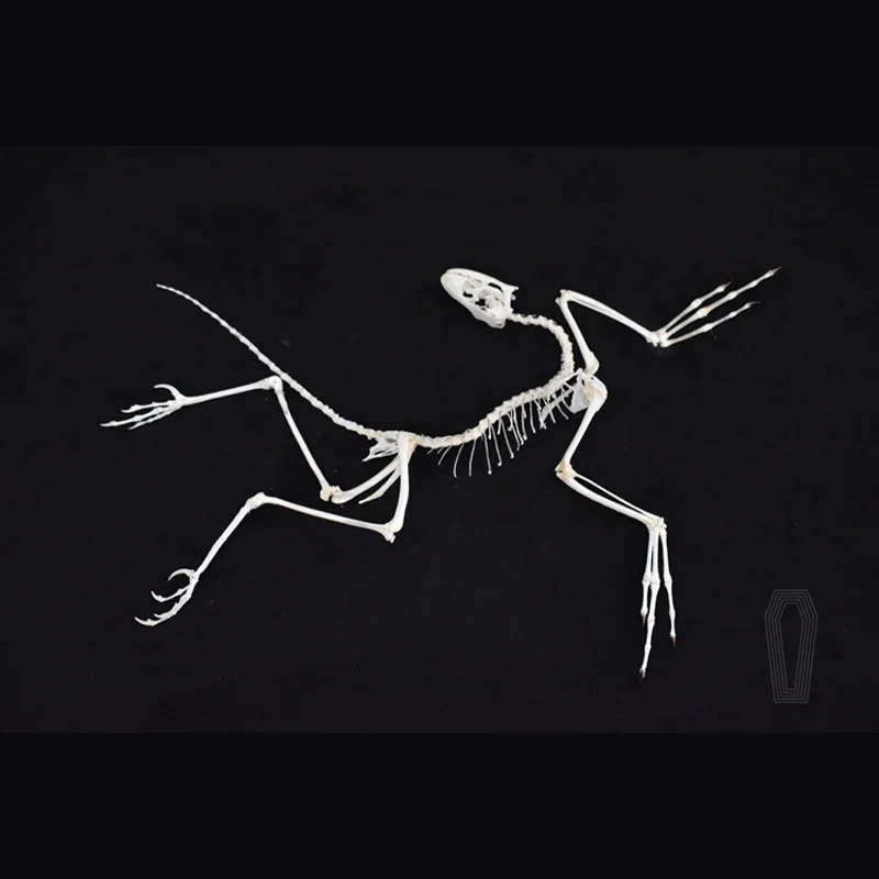 2120年アーカイオプテリクス化石アートウォールデコレーショ - Fossil Replica Display のレビューと価格